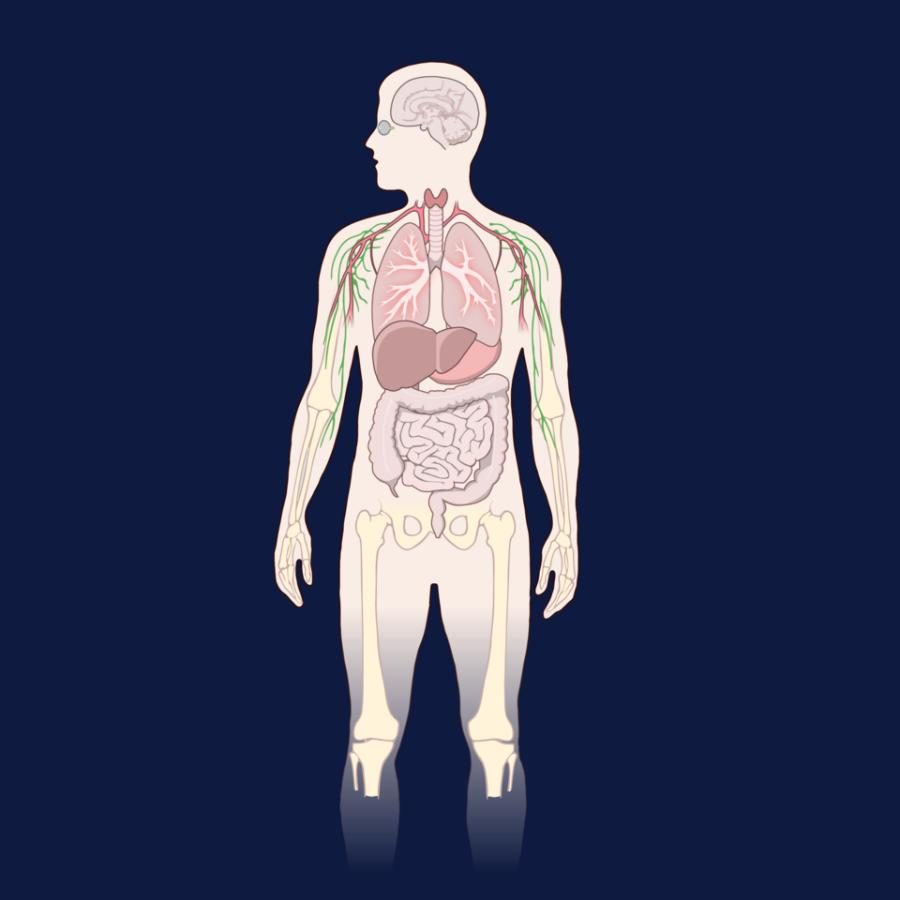 Intestino y microbioma