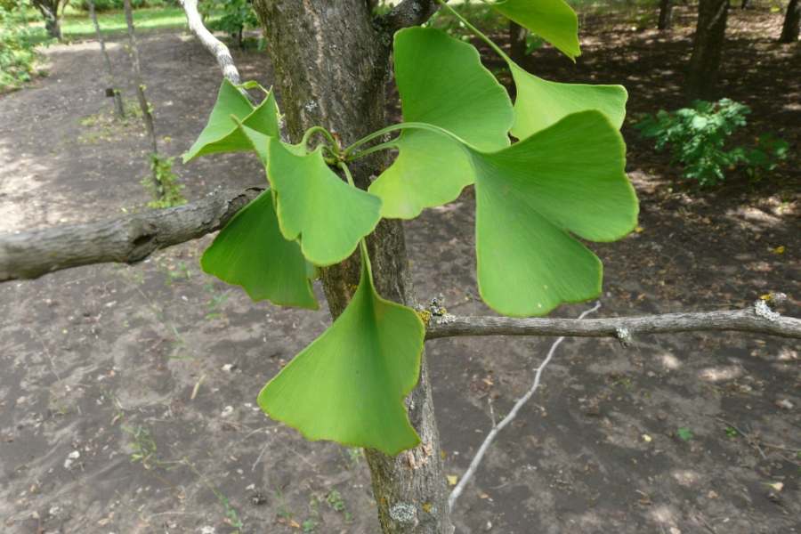 Ginkgo leaves on a branch