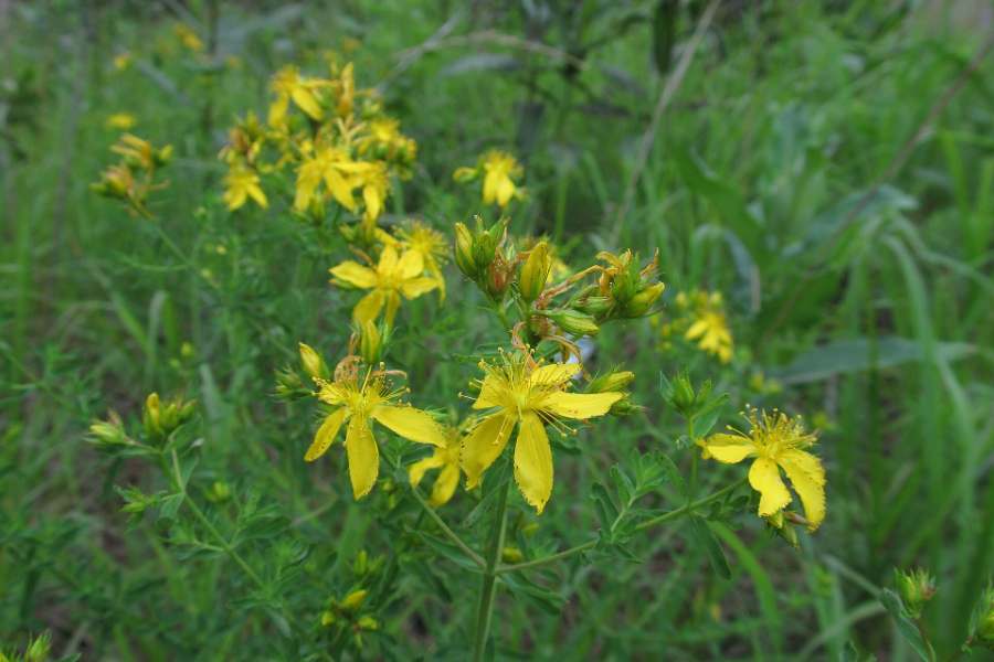 Flowering St. John's wort
