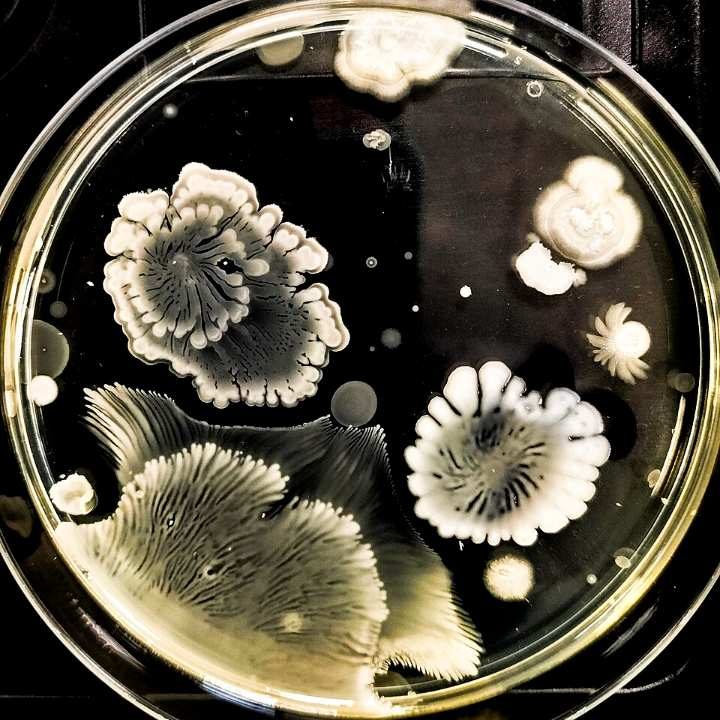 Análisis del microbioma