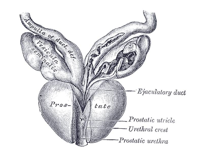 Próstata