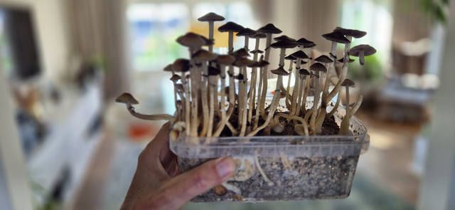 Psilocybin